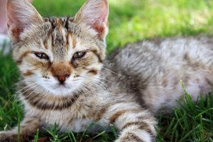 Ovatko kissat älykkäämpiä kuin koirat?