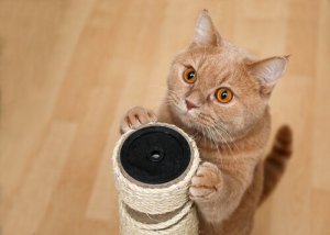 Kissan kouluttaminen: 3 hauskaa temppua