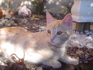 Kissojen tavallisimmat virussairaudet