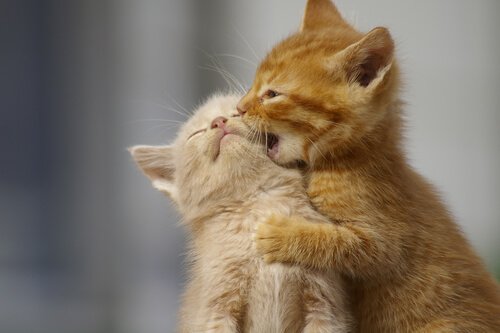 Kissanpennun perushoito