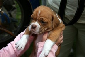 Lemmikin vienti eläinlääkäriin ilman ongelmia