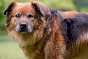 Tunteeko koira syyllisyyttä?