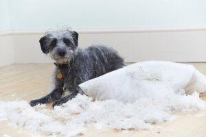 Koiran käytösongelmat: 6 tavallista häiriötä