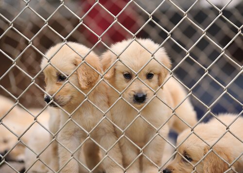 Ennen koiran adoptoimista harkittavia asioita