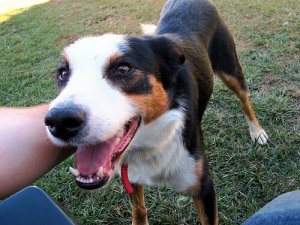 Lemmikin mielenterveyden hoito ja yleisimmät tunne-elämän häiriöt