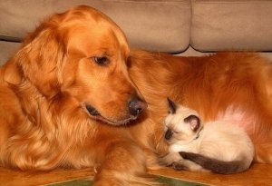 Lemmikin hyvinvoinnin varmistaminen 10 perusneuvon avulla