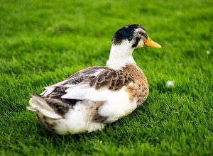 Ankka sopii lemmikiksi