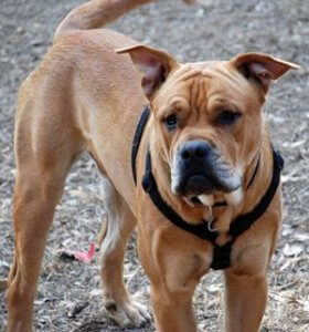 Millainen koira on mallorcandoggi?