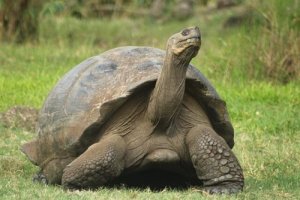 Maailman pitkäikäisimmät eläinlajit