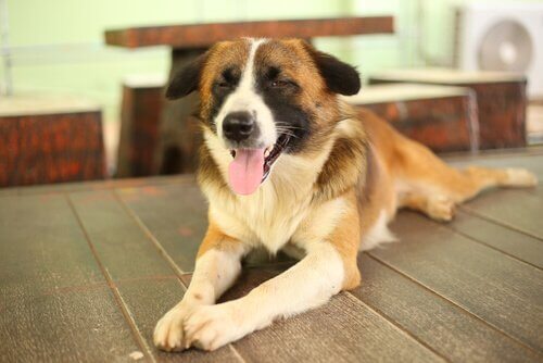 Sokean koiran hoitaminen