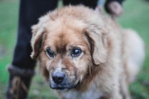 Sokean koiran hoitaminen