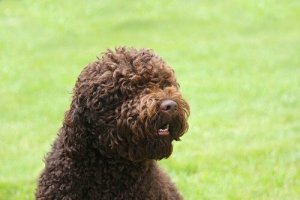 Barbet on sosiaalinen ja hyväntuulinen koira