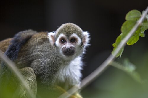 Kiinalaisen horoskoopin apina