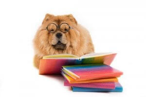 Mikä on maailman älykkäin eläin?