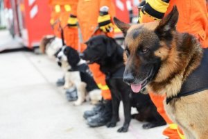 Tällaisia ovat pelastuskoirat