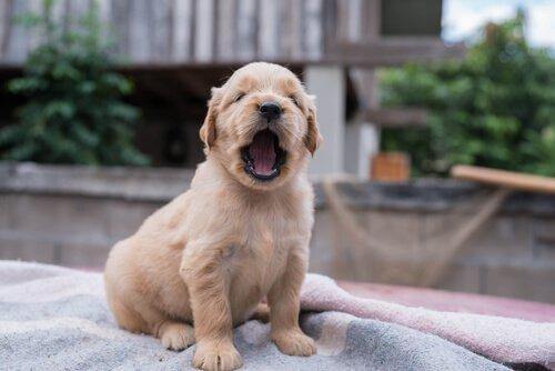 Myös koira voi olla yksinäinen