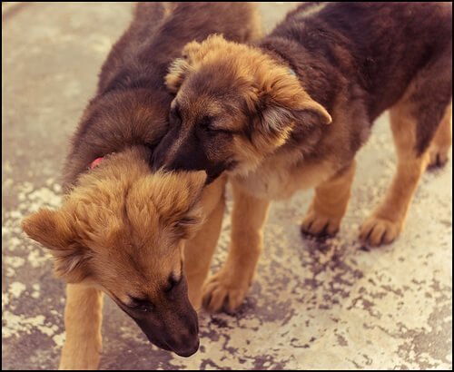 Miten kaksi uroskoiraa saadaan tulemaan toimeen keskenään?