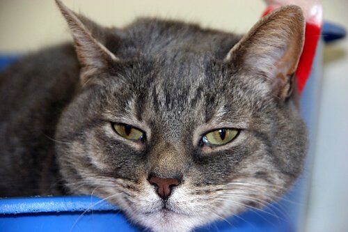 Kissojen tavallisimmat terveysongelmat