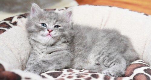 Kissan syöpä ja sen yleisimmät tyypit