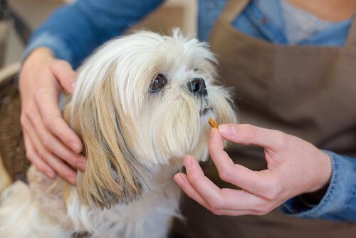 Näin helpottuu lääkkeen antaminen koiralle tai kissalle
