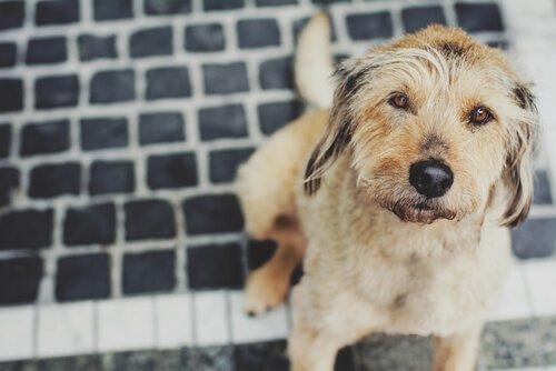 Koiran influenssa: Oireet ja hoito