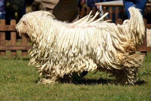 Paimenkoira komondor on Unkarin kansallisaarre