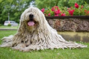 Paimenkoira komondor on Unkarin kansallisaarre
