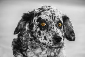 Léoninpaimenkoira on espanjalainen paimenkoira