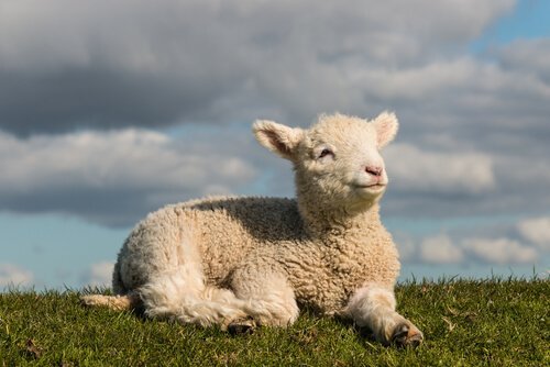 Kiinalainen horoskooppi ja sen eläimet