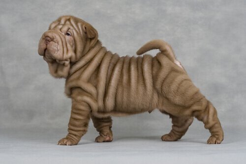 Shar pei