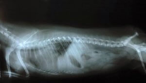 Wobblerin oireyhtymä koirilla: Syyt, oireet ja hoito