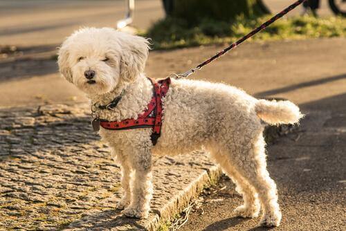 5 myyttiä koirien valjaisiin liittyen