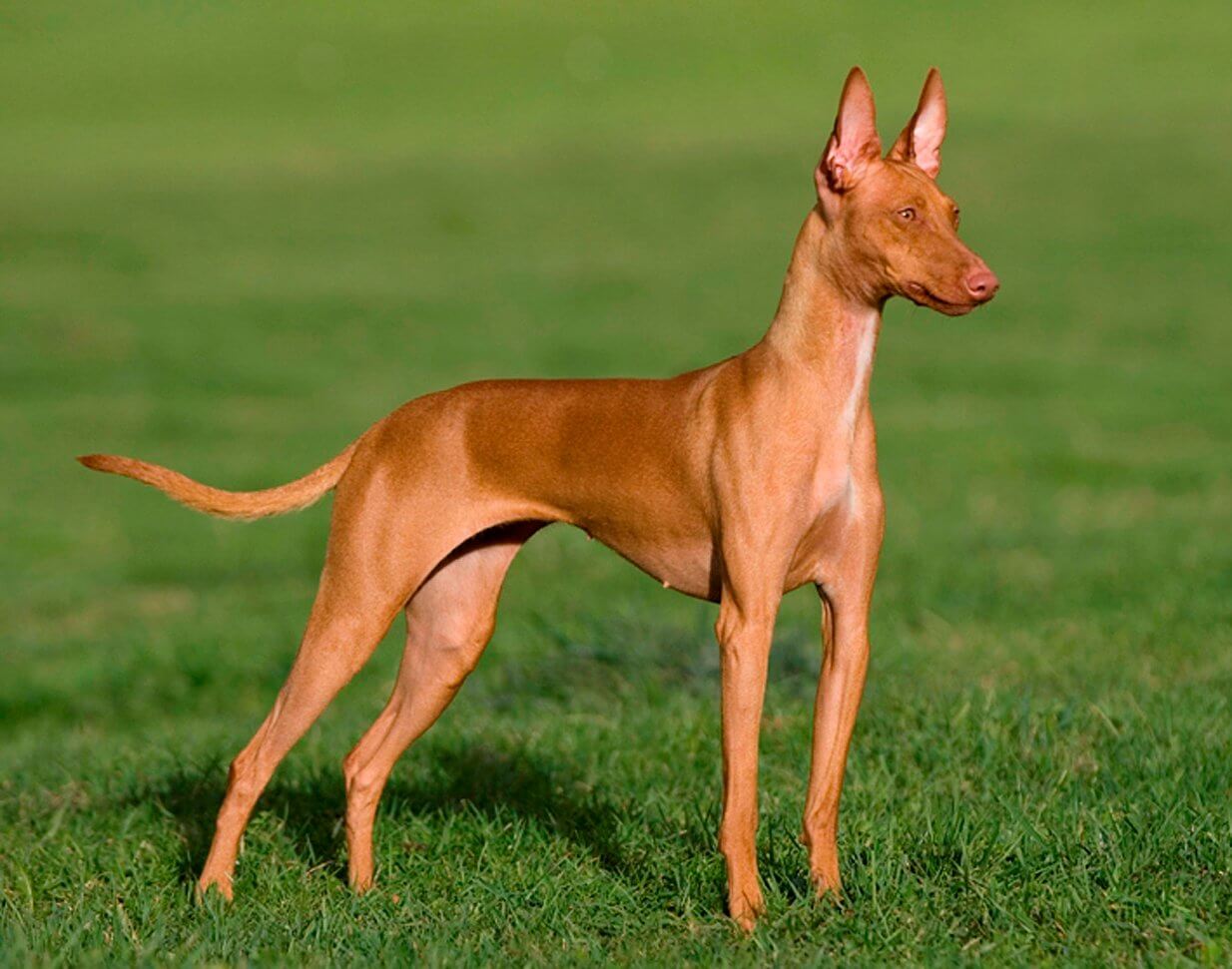 Kanarianpodenco on Kanariansaarilta kotoisin oleva koirarotu