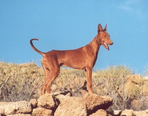 Kanarianpodenco on Kanariansaarilta kotoisin oleva koirarotu