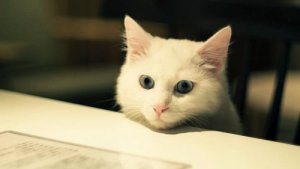 Mitkä lemmikit sopivat kerrostaloon?