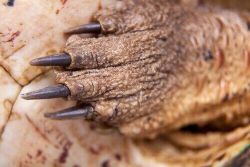 Mikä eläin on harvinainen matamata?