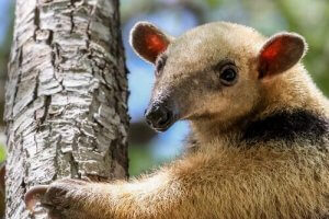 Tamandua on muurahaiskarhuihin kuuluva nisäkäs