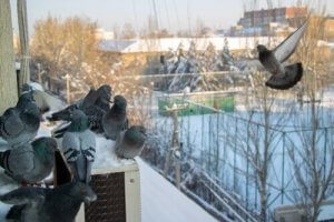 Nämä 7 asiaa karkottavat pulut