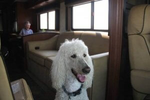 90-vuotias nainen matkusti ympäri Yhdysvaltoja koiransa kanssa