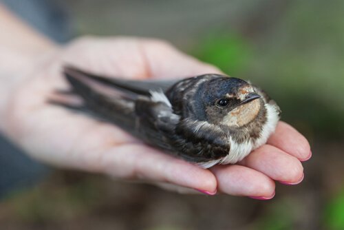 6 yleistä oiretta, joista tunnistaa sairaan linnun