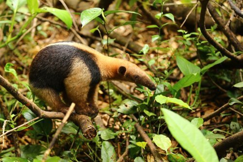Tamandua on muurahaiskarhuihin kuuluva nisäkäs