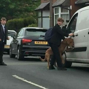 Teinipoika pelasti koiran kuolemalta