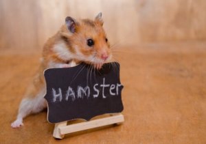 Kuinka kesyttää hamsteri?