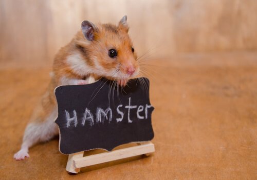 Kuinka kesyttää hamsteri?