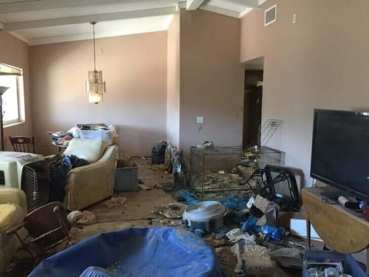 40 hylättyä pitbullia pelastettiin epäinhimillisistä oloista