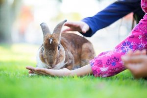 Mitkä ovat lyhytikäisimmät nisäkkäät?