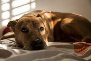 Pelokkaan koiran sosiaalistaminen