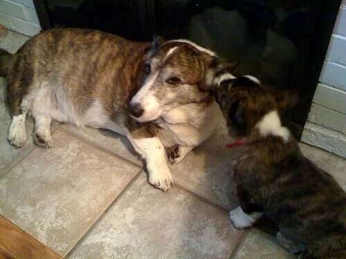 Mitä voit oppia koirasta haukkumisen perusteella?