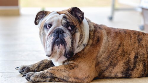 Milloin koira kannattaa viedä eläinpsykologille?