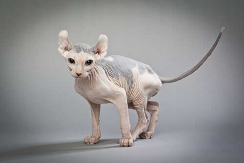 Millainen kissa on elf cat?